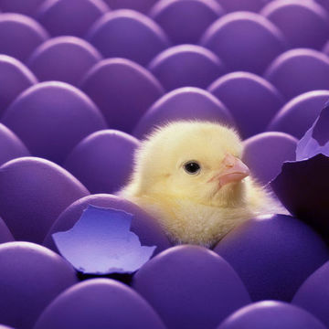 ОНЛАЙН Мастерская «Скорлупа»